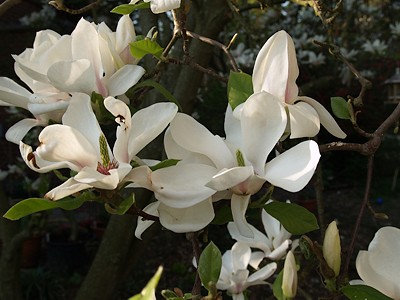 Magnolia